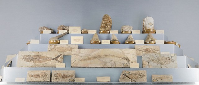 collezione spallanzani